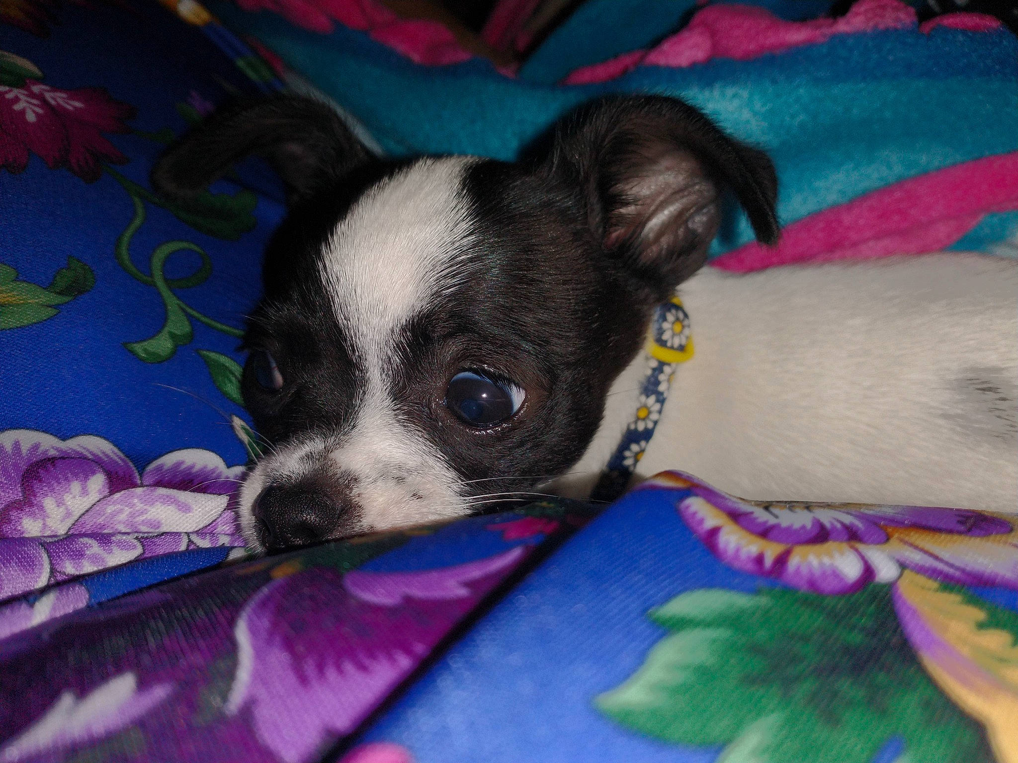 Paisley Ann is registered to the contest to win money with this photo: canidae, carnivore, chihuahua, comfort, companion_dog, dog, dog_breed, dog_supply, ear, fawn, fur, mammal, paw, snout, terrestrial_animal, texas_heeler, toy_dog, vertebrate, whiskers, working_animal