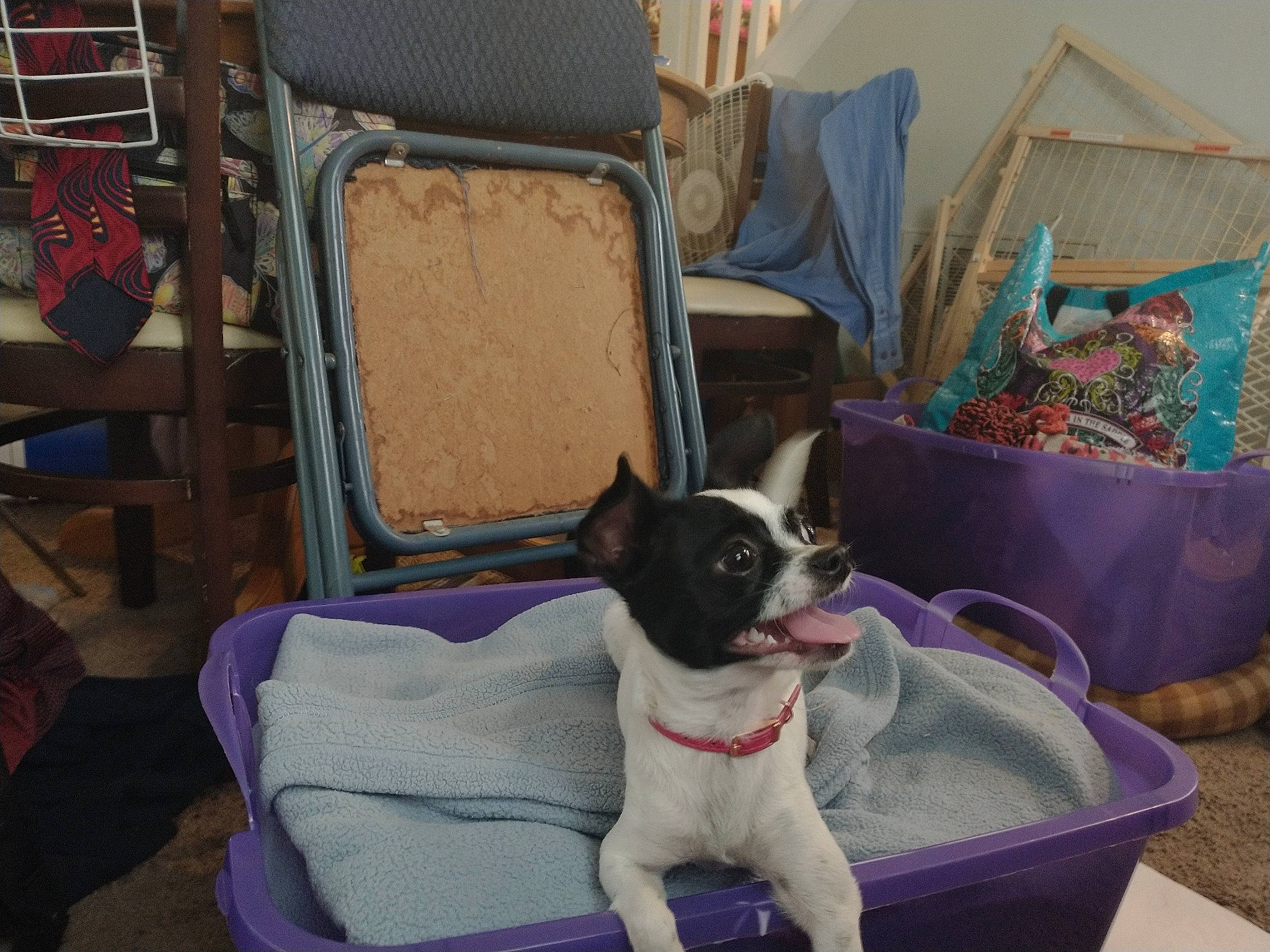 Paisley Ann joined the competition — help win amazing prizes! carnivore, chair, comfort, companion_dog, couch, dog, dog_breed, dog_supply, fawn, furniture, home, linens, living_room, mammal, pet_supply, pillow, room, snout, toy_dog, vertebrate