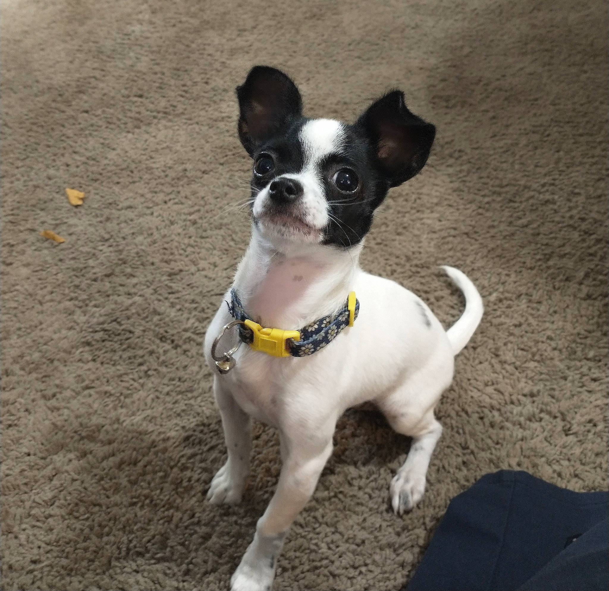 Paisley Ann is registered to the contest to win money with this photo: boston_terrier, canidae, carnivore, collar, companion_dog, dog, dog_breed, dog_clothes, dog_collar, dog_supply, fashion_accessory, fawn, leash, pet_supply, snout, sporting_group, tail, toy_dog, whiskers, working_animal