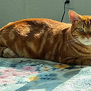 Mango joined the competition — help win amazing prizes! animal, blanket, cat, cozy, domestic_cat, ears, feline, floral_pattern, green_eyes, indoor, lying_down, orange_tabby, pet, relaxed, resting, shadow, soft_texture, striped_fur, sunlight, whiskers