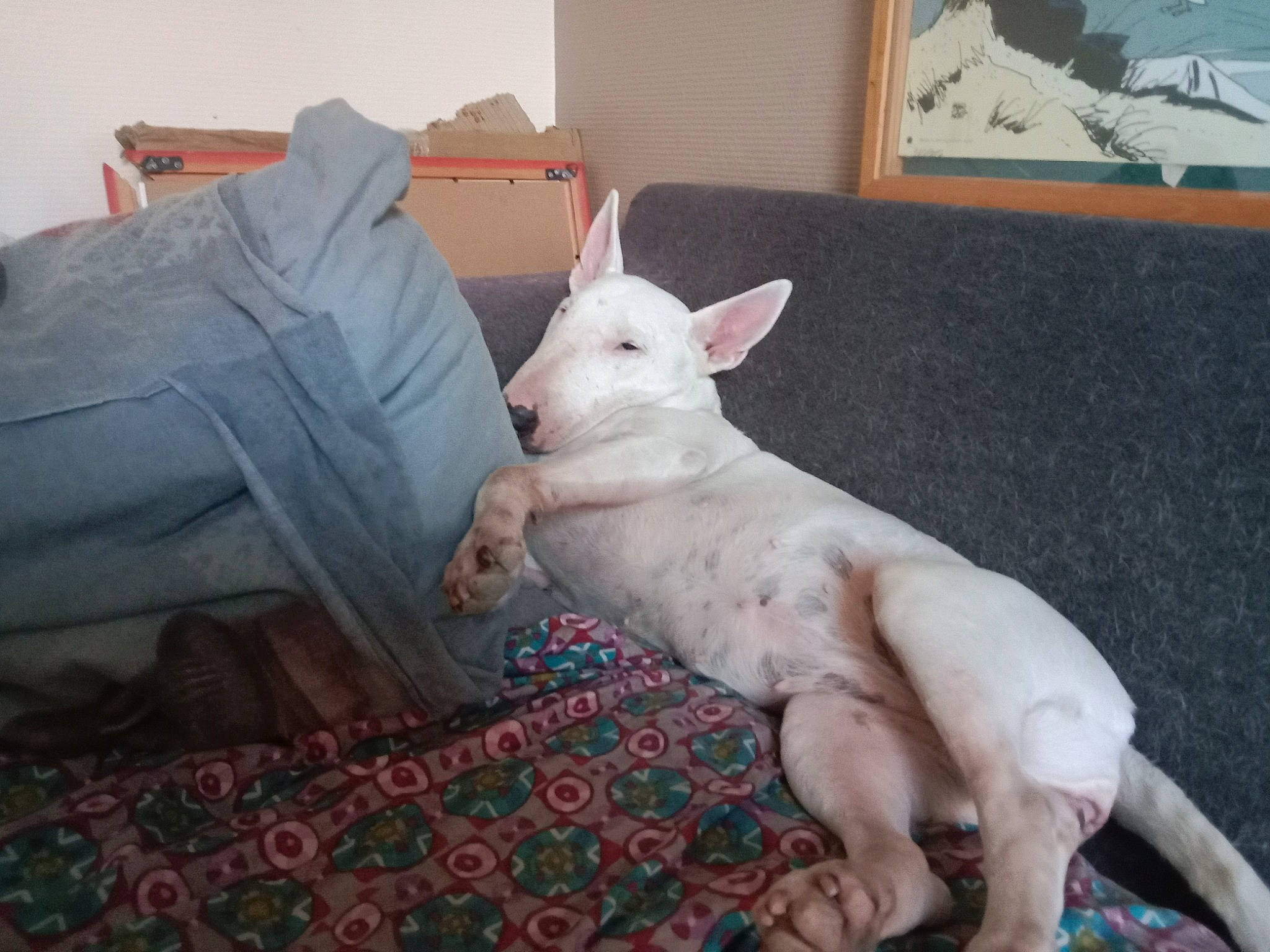 Fanga participe au concours pour gagner de l'argent avec cette photo : bull_and_terrier, bull_terrier, bull_terrier_miniature, canidae, carnivore, comfort, companion_dog, dog, dog_breed, english_white_terrier, fawn, flooring, gull_terr, old_english_terrier, room, snout, tail, terrestrial_animal, whiskers, window