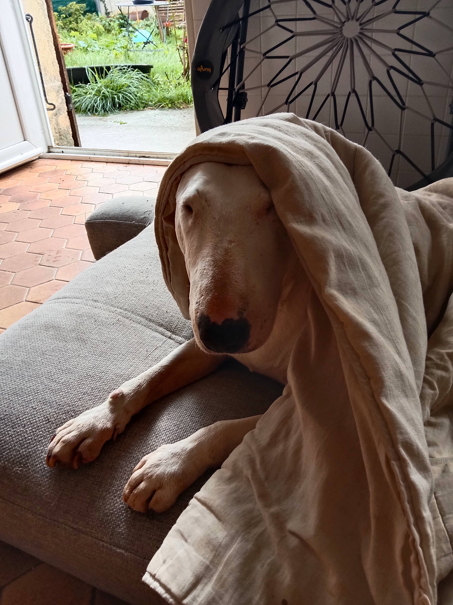 Fanga a rejoint le concours — aidez-le/la à gagner de superbes lots ! art, canidae, carnivore, comfort, companion_dog, dog, dog_breed, fawn, flooring, hardwood, liver, metal, plant, sculpture, shade, sporting_group, statue, umbrella, wood, working_animal