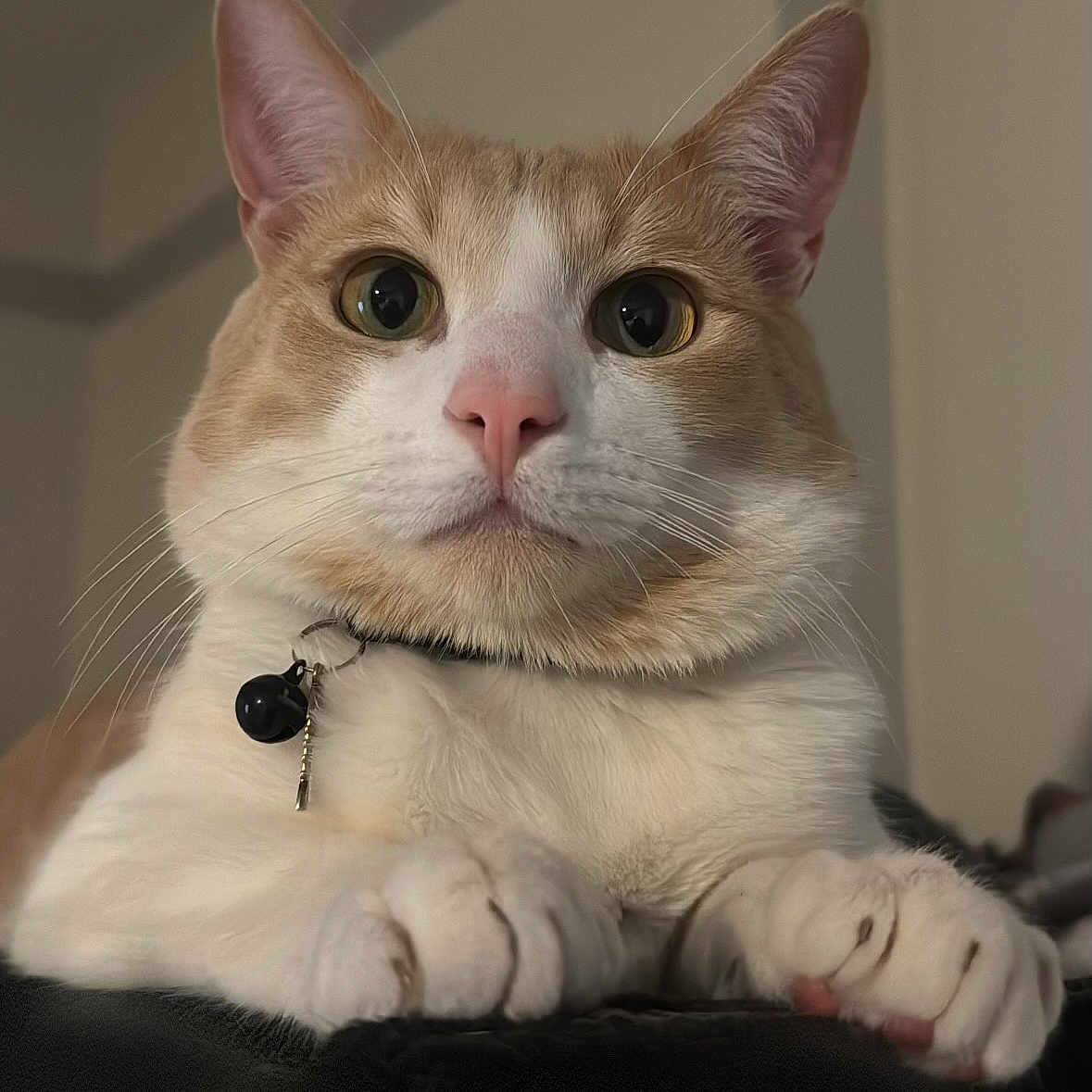 Mochi is registered to the contest to win money with this photo: animal, bell, blurred_background, cat, close_up, collar, curious, cute, domestic, feline, fur, indoor, mammal, paws, pet, pink_nose, portrait, resting, soft_lighting, whiskers