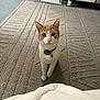 Mochi is registered to the contest to win money with this photo: animal, bell, carpet, cat, cat_tree, collar, curious, domestic_cat, ears, eyes, feline, floor, furniture, home, indoor, looking, orange_cat, pet, whiskers, white_cat