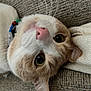 Mochi is registered to the contest to win money with this photo: beads, cat, close_up, collar, couch, curious, domestic_animal, ears, eye_contact, feline, head_tilt, indoor, lying_down, pet, pink_nose, relaxed, soft_fur, texture, upside_down, whiskers