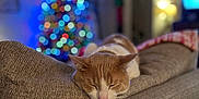 Mochi joined the competition — help win amazing prizes! blurred_background, cat, christmas_tree, comfort, couch, cozy, decor, festive, furniture, holiday_lights, home, indoor, living_room, orange_cat, pet, relaxing, resting, sleeping, soft_lighting, white_cat