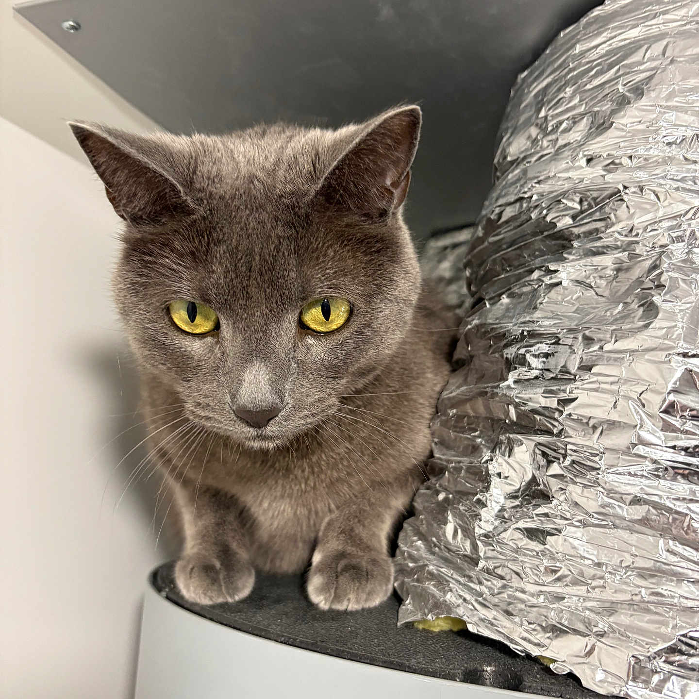 Rio participe au concours pour gagner de l'argent avec cette photo : abyssinian, aluminium, angora, animal, cat, foil, gray, kitten, manx, pet, slate