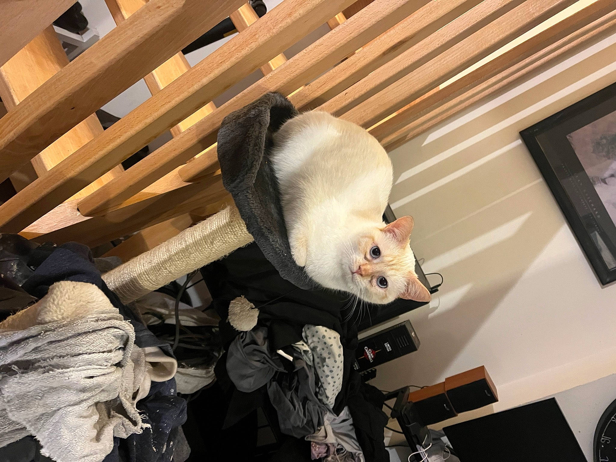 Galak a rejoint le concours — aidez-le/la à gagner de superbes lots ! carnivore, felidae, fur, hardwood, metal, picture_frame, room, small_to_medium_sized_cats, tail, terrestrial_animal, whiskers, wood