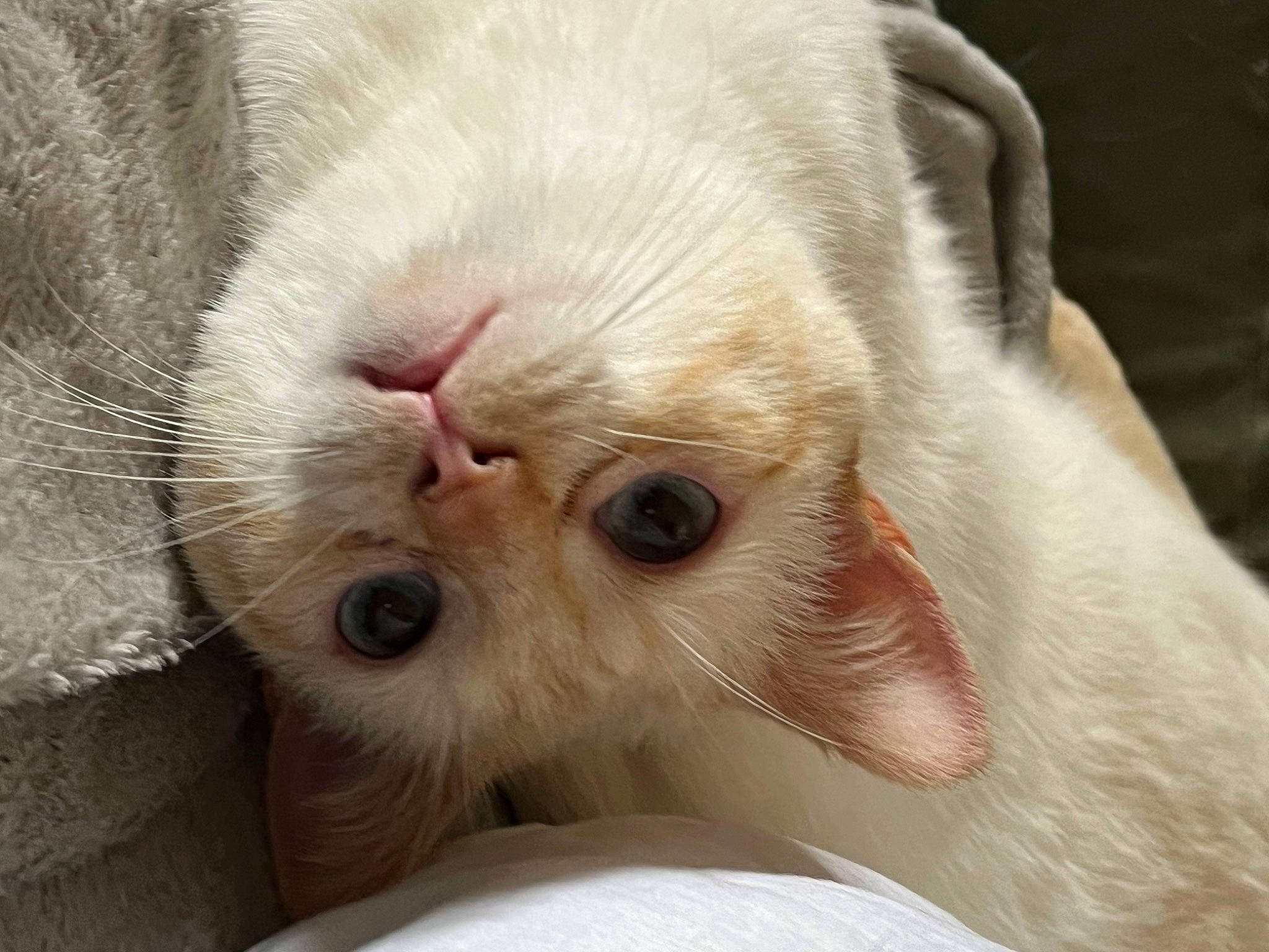 Galak participe au concours pour gagner de l'argent avec cette photo : carnivore, cat, claw, comfort, companion_dog, dog_breed, domestic_short_haired_cat, ear, fawn, felidae, foot, fur, nap, nose, paw, small_to_medium_sized_cats, snout, terrestrial_animal, whiskers, wildlife