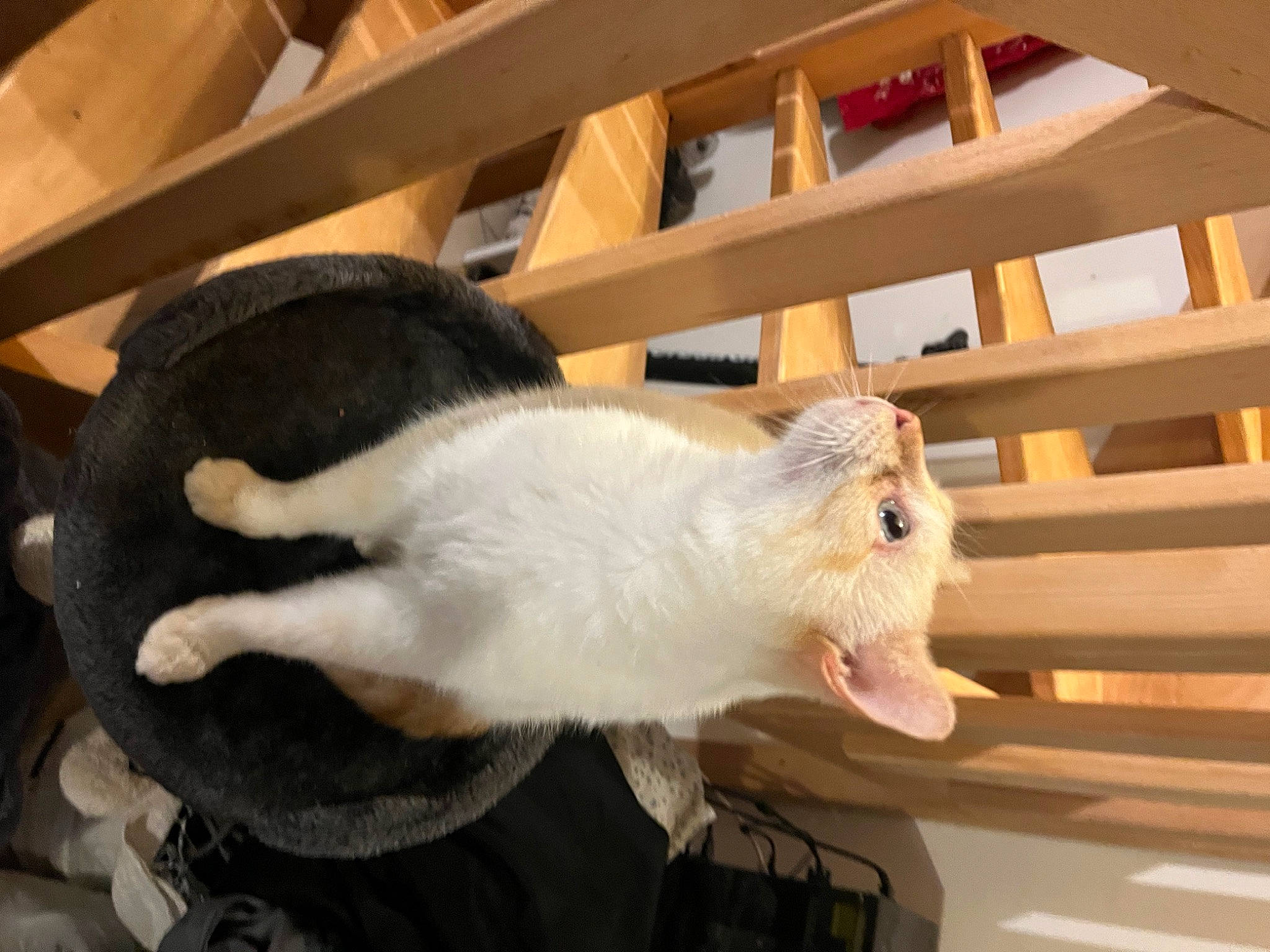 Galak participe au concours pour gagner de l'argent avec cette photo : animal_shelter, carnivore, cat, claw, domestic_rabbit, domestic_short_haired_cat, eye, fawn, felidae, fur, hamster, mouse, pet_supply, rabbits_and_hares, rodent, small_to_medium_sized_cats, snout, tail, whiskers, wood