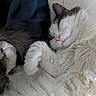 Misty participe au concours pour gagner de l'argent avec cette photo : adorable, animal, cat, closeup, cozy, cute, cute_pose, domestic_animal, feline, fluffy, fur, gray, indoor, paw, pet, relaxed, resting, sleeping, whiskers, white
