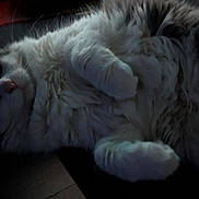 Misty participe au concours pour gagner de l'argent avec cette photo : animal, cat, closeup, cozy, cute, dark_background, domestic_animal, eyes, feline, fluffy, fur, indoor, looking, lying_down, paws, pet, portrait, relaxed, soft, whiskers