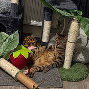 Willo participe au concours pour gagner de l'argent avec cette photo : cat, tabby, cat_tree, toy, plush_toy, strawberry_toy, turtle_toy, sisal, rope, floor, carpet, wooden_floor, indoor, pet, relaxed, furniture, plant, leaf, cozy, resting