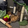 cat, tabby, cat_tree, toy, plush_toy, strawberry_toy, turtle_toy, sisal, rope, floor, carpet, wooden_floor, indoor, pet, relaxed, furniture, plant, leaf, cozy, resting