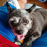 Sophia joined the competition — help win amazing prizes! dog, pet, indoor, lap, happy, panting, scruffy, gray_fur, human_leg, shorts, red_shirt, wooden_floor, fan, casual, closeup, comfort, relaxation, home, companion, cute