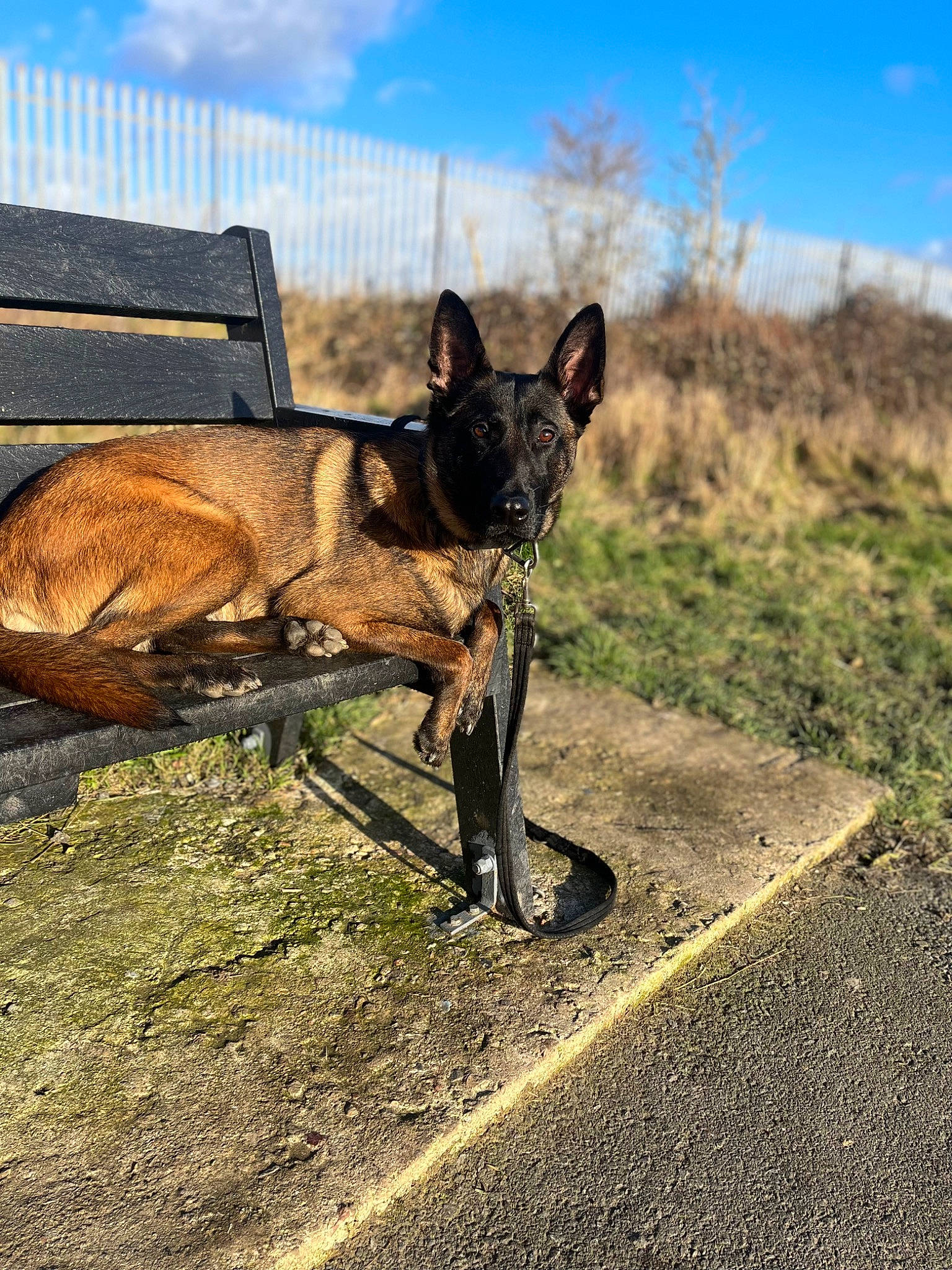 Bayley joined the competition — help win amazing prizes! canidae, carnivore, cloud, collar, dog, dog_breed, fawn, grass, grassland, landscape, plant, shadow, sky, snout, sporting_group, tail, terrestrial_animal, wildlife, wood, working_animal