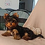 dog, puppy, yorkshire_terrier, pet, indoor, blanket, curious, small_dog, fur, ears, face, resting, couch, cozy, home, playpen, curtains, light, animal, cute