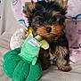 Alf a rejoint le concours — aidez-le/la à gagner de superbes lots ! dog, puppy, yorkshire_terrier, plush_toy, green_toy, blanket, bed, cute, small, fur, ears, nose, toy, sitting, indoor, pet, portrait, brown_black, closeup, cozy