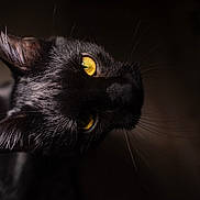 Oslo participe au concours pour gagner de l'argent avec cette photo : cat, black_cat, feline, pet, close_up, portrait, whiskers, yellow_eyes, gaze, moody_lighting, dark_background, fur, ear, domestic_animal, animal_portrait, shallow_depth_of_field, dramatic_lighting, indoor, macro, night