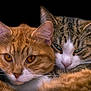 cat, two_cats, feline, close_up, portrait, tabby_cat, ginger_cat, green_eyes, amber_eyes, whiskers, fur, ears, nose, cuddling, cozy, pet, studio_lighting, black_background, relaxed, affectionate
