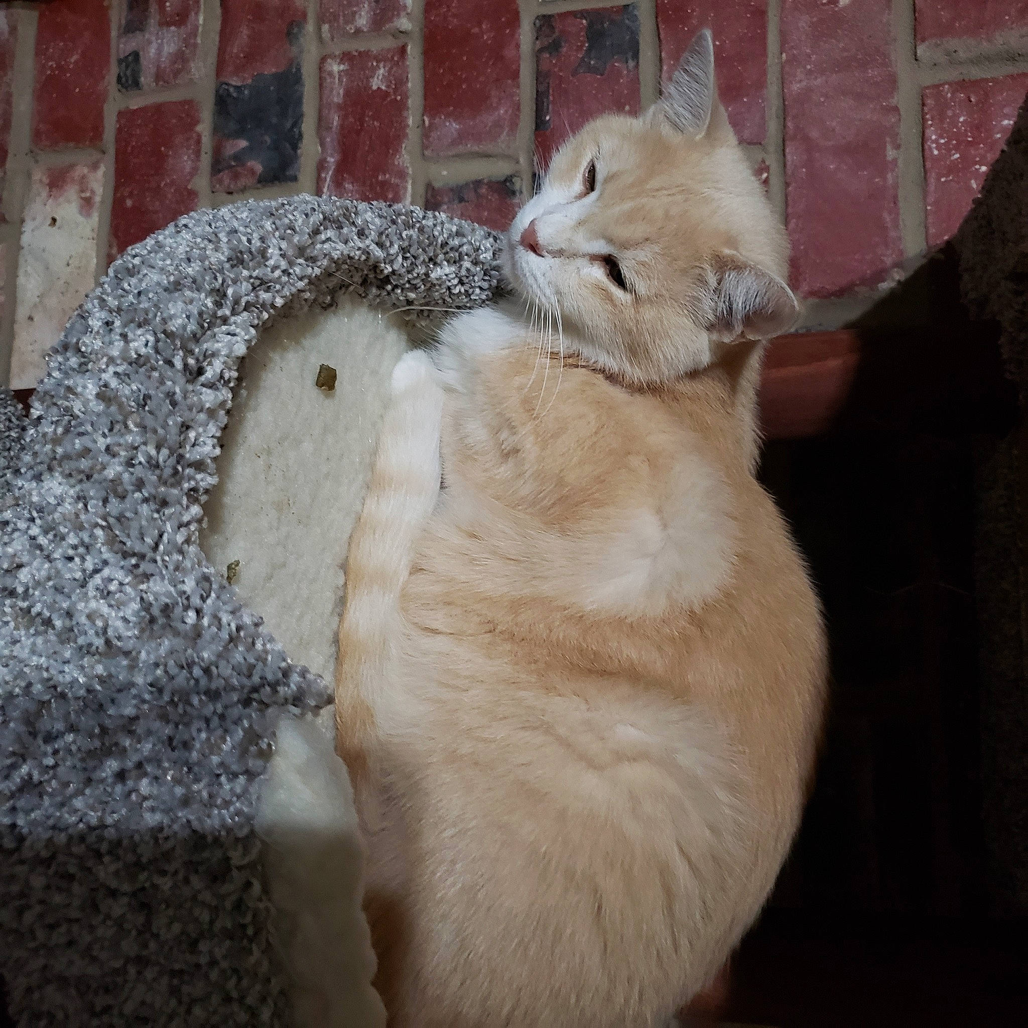 Simba joined the competition — help win amazing prizes! canidae, carnivore, cat, claw, comfort, companion_dog, dog_breed, domestic_short_haired_cat, eye, fawn, felidae, fur, nap, paw, small_to_medium_sized_cats, snout, tail, terrestrial_animal, whiskers, wildlife