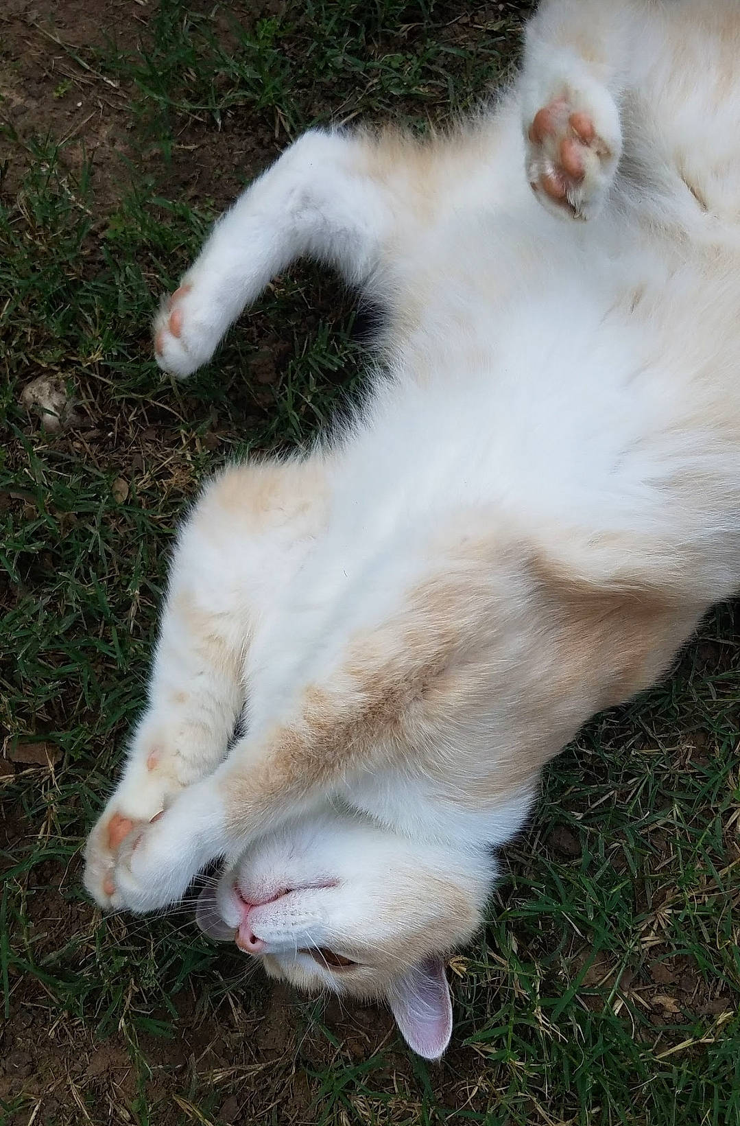 Simba is registered to the contest to win money with this photo: canidae, carnivore, cat, claw, dog_breed, domestic_short_haired_cat, eye, fawn, felidae, foot, fur, gesture, grass, paw, small_to_medium_sized_cats, snout, sporting_group, tail, terrestrial_animal, whiskers