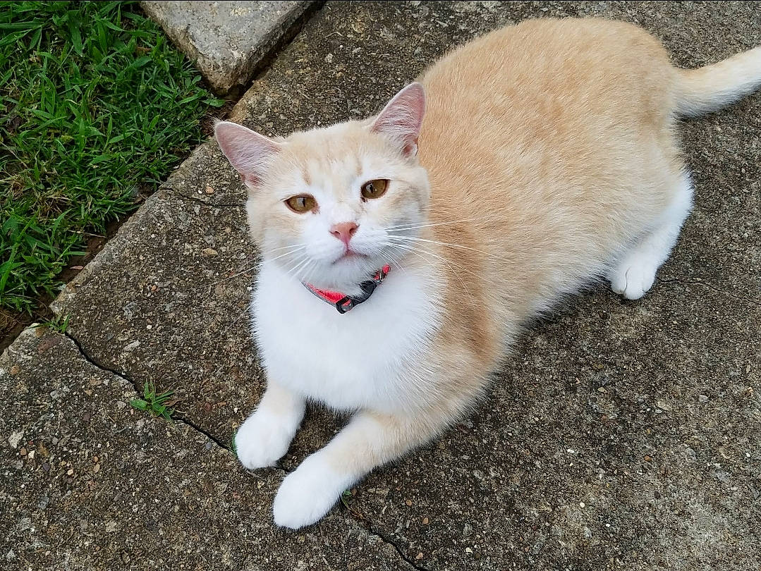 Simba joined the competition — help win amazing prizes! carnivore, cat, domestic_short_haired_cat, eye, fawn, felidae, fur, grass, paw, road_surface, sitting, small_to_medium_sized_cats, snout, tail, terrestrial_animal, whiskers