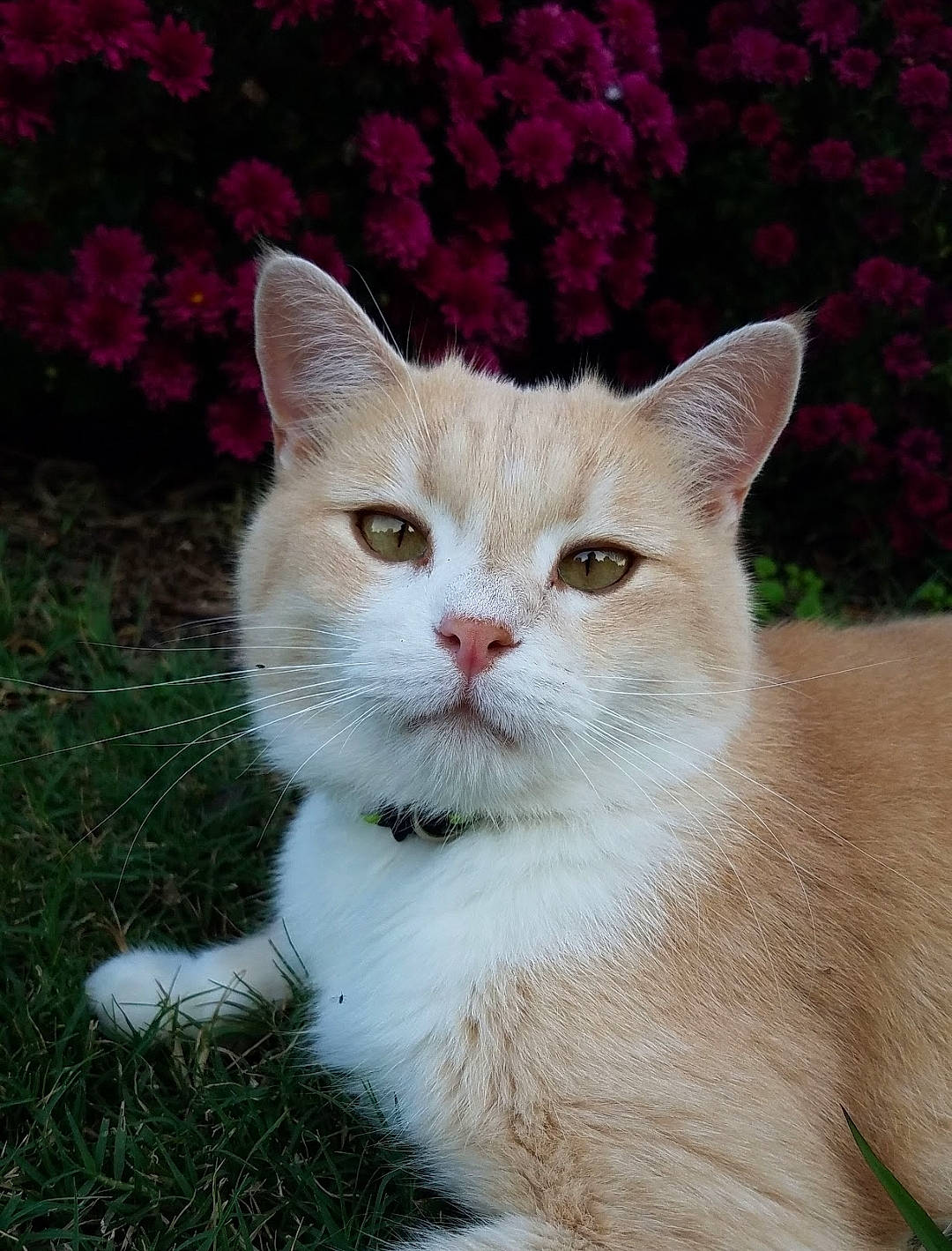 Simba is registered to the contest to win money with this photo: art, carnivore, cat, domestic_short_haired_cat, fawn, felidae, flower, fur, grass, groundcover, plant, small_to_medium_sized_cats, tail, terrestrial_animal, whiskers, window