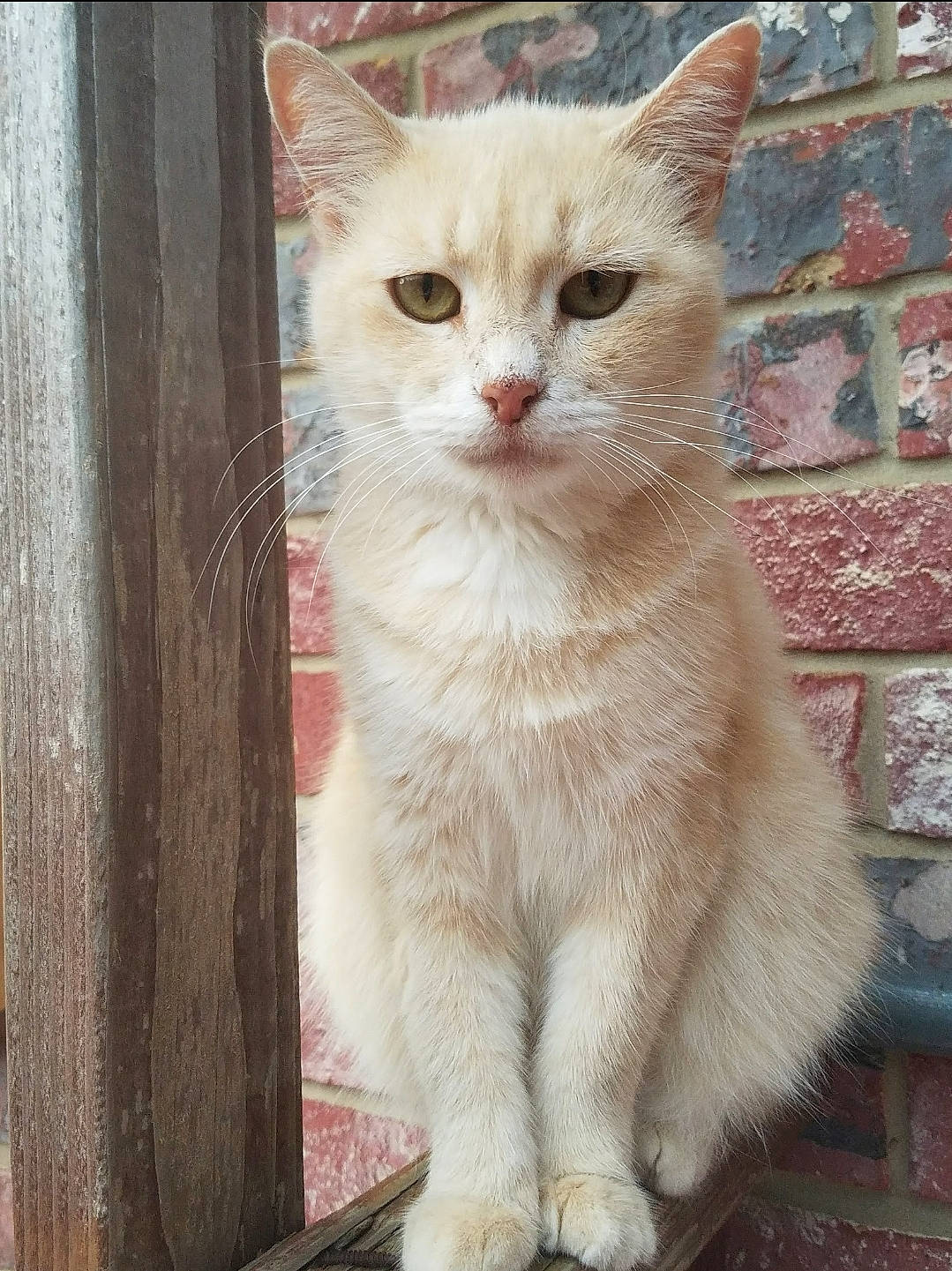 Momma is registered to the contest to win money with this photo: carnivore, cat, cat_supply, curious, domestic_short_haired_cat, fawn, felidae, fur, iris, paw, pet_supply, photo_caption, sitting, small_to_medium_sized_cats, snout, tail, terrestrial_animal, whiskers, window, wood