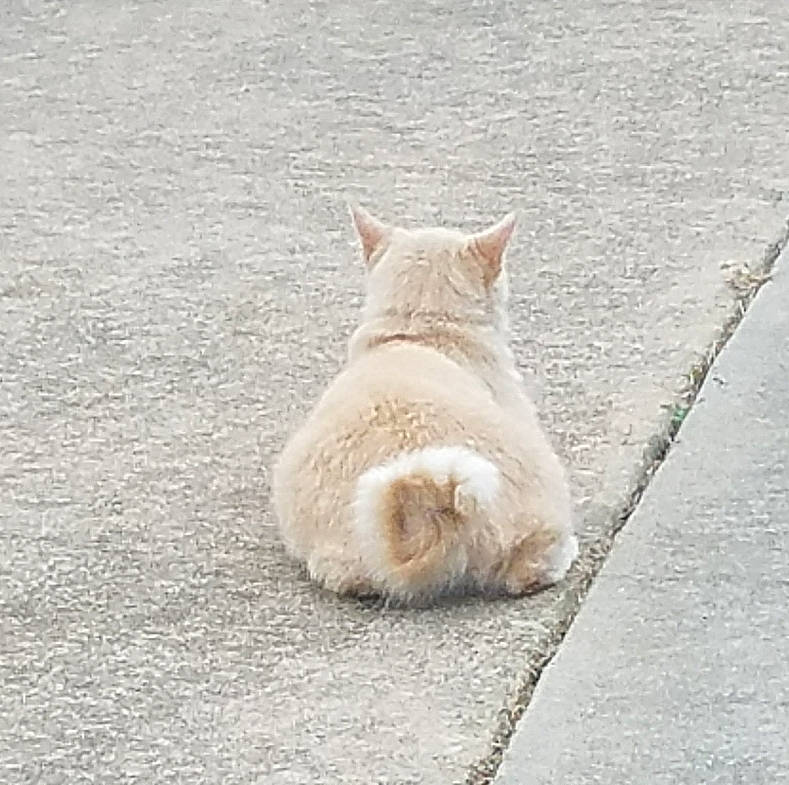 Momma joined the competition — help win amazing prizes! asphalt, canidae, carnivore, cat, claw, comfort, dog_breed, domestic_short_haired_cat, fawn, felidae, flooring, fur, road_surface, small_to_medium_sized_cats, snout, sporting_group, tail, terrestrial_animal, whiskers, wildlife