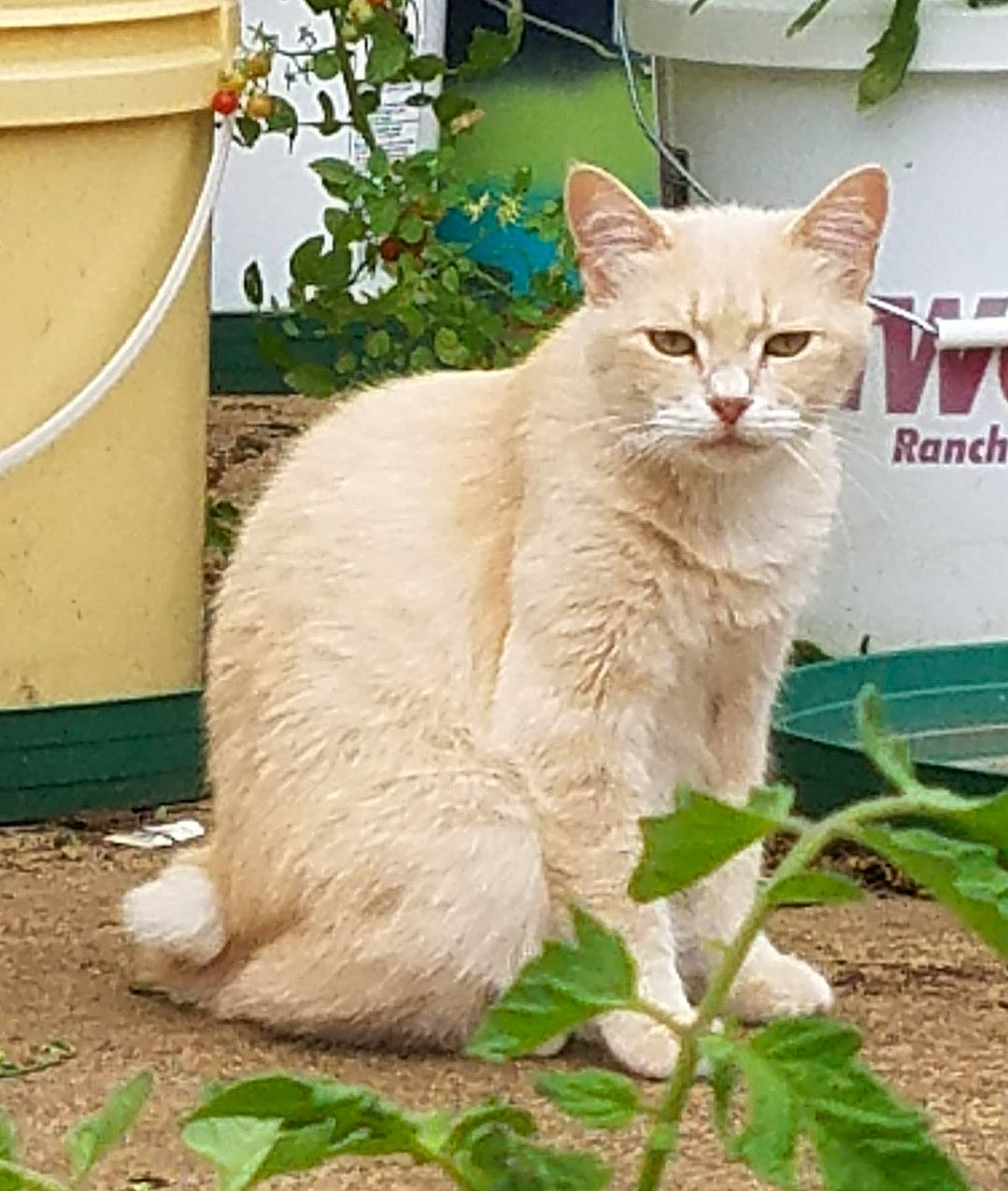 Momma is registered to the contest to win money with this photo: carnivore, cat, domestic_short_haired_cat, fawn, felidae, fur, grass, herb, plant, shrub, small_to_medium_sized_cats, snout, tail, terrestrial_animal, trunk, whiskers, wildlife