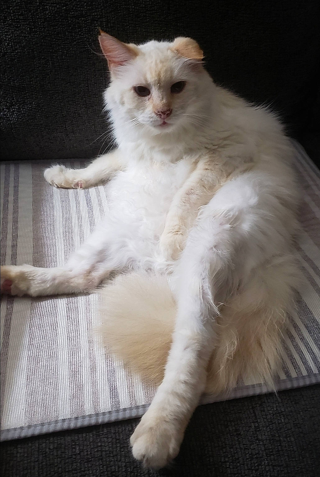 Bella joined the competition — help win amazing prizes! carnivore, cat, claw, fawn, felidae, fur, small_to_medium_sized_cats, snout, tail, terrestrial_animal, whiskers