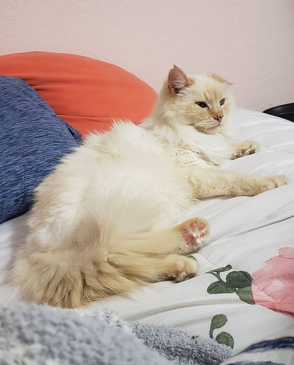 Bella is registered to the contest to win money with this photo: british_longhair, carnivore, cat, claw, comfort, fang, fawn, felidae, fur, linens, natural_material, paw, small_to_medium_sized_cats, tail, terrestrial_animal, whiskers