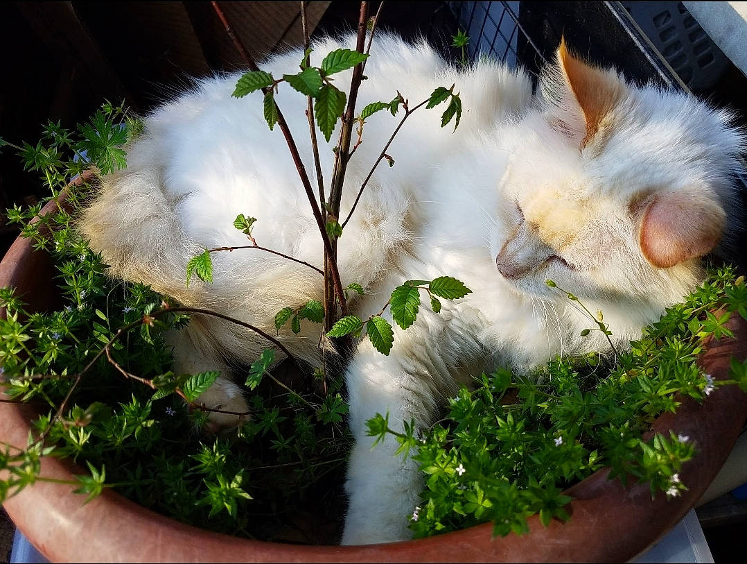 Bella is registered to the contest to win money with this photo: art, carnivore, cat, felidae, flowering_plant, flowerpot, fur, grass, herb, herbaceous_plant, natural_landscape, paw, petal, plant, small_to_medium_sized_cats, tail, twig, whiskers, wood