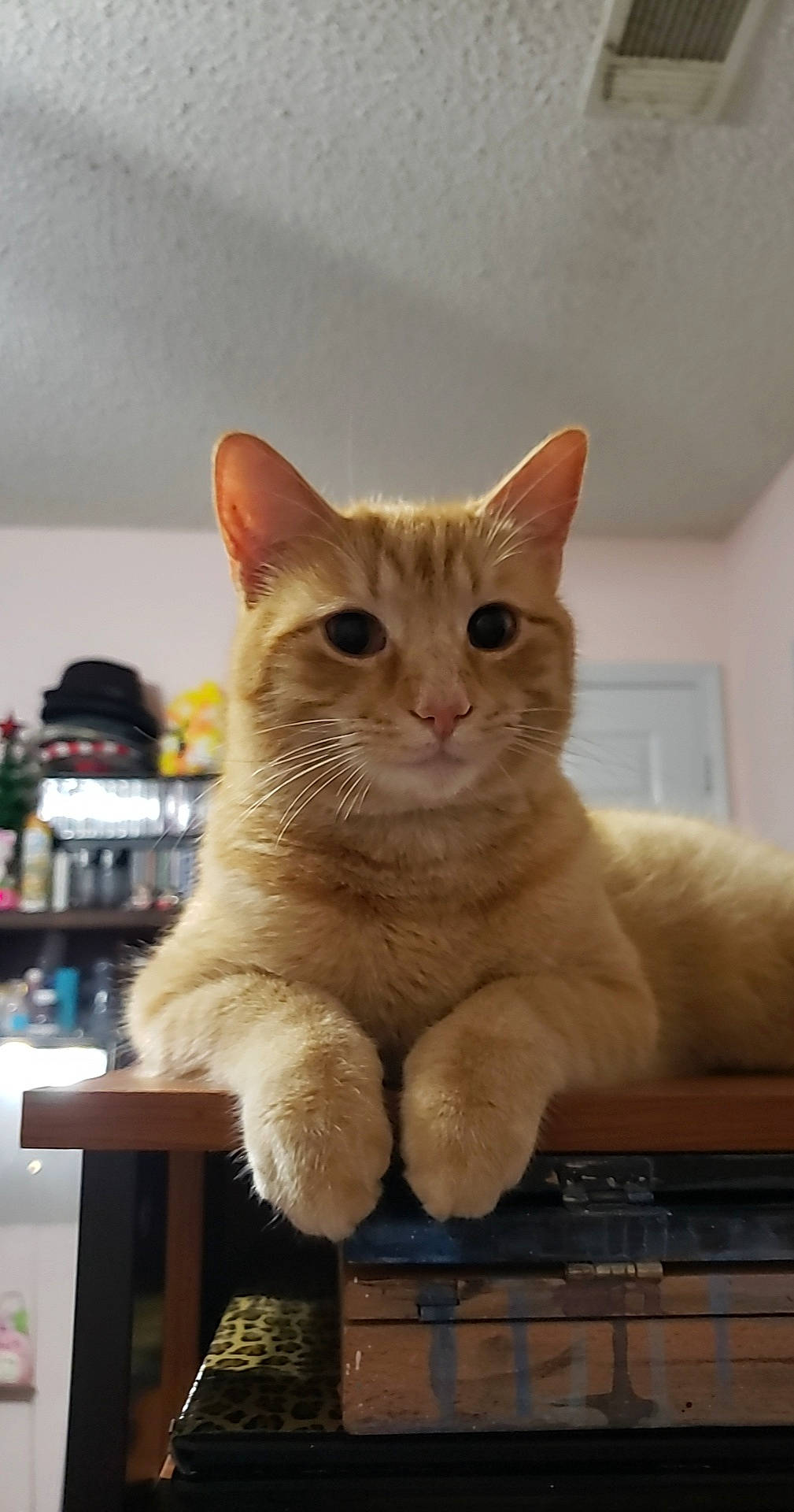 Bobbie joined the competition — help win amazing prizes! carnivore, cat, cat_furniture, cat_supply, claw, domestic_short_haired_cat, fawn, felidae, fur, paw, pet_supply, sitting, small_to_medium_sized_cats, snout, table, tail, whiskers, window