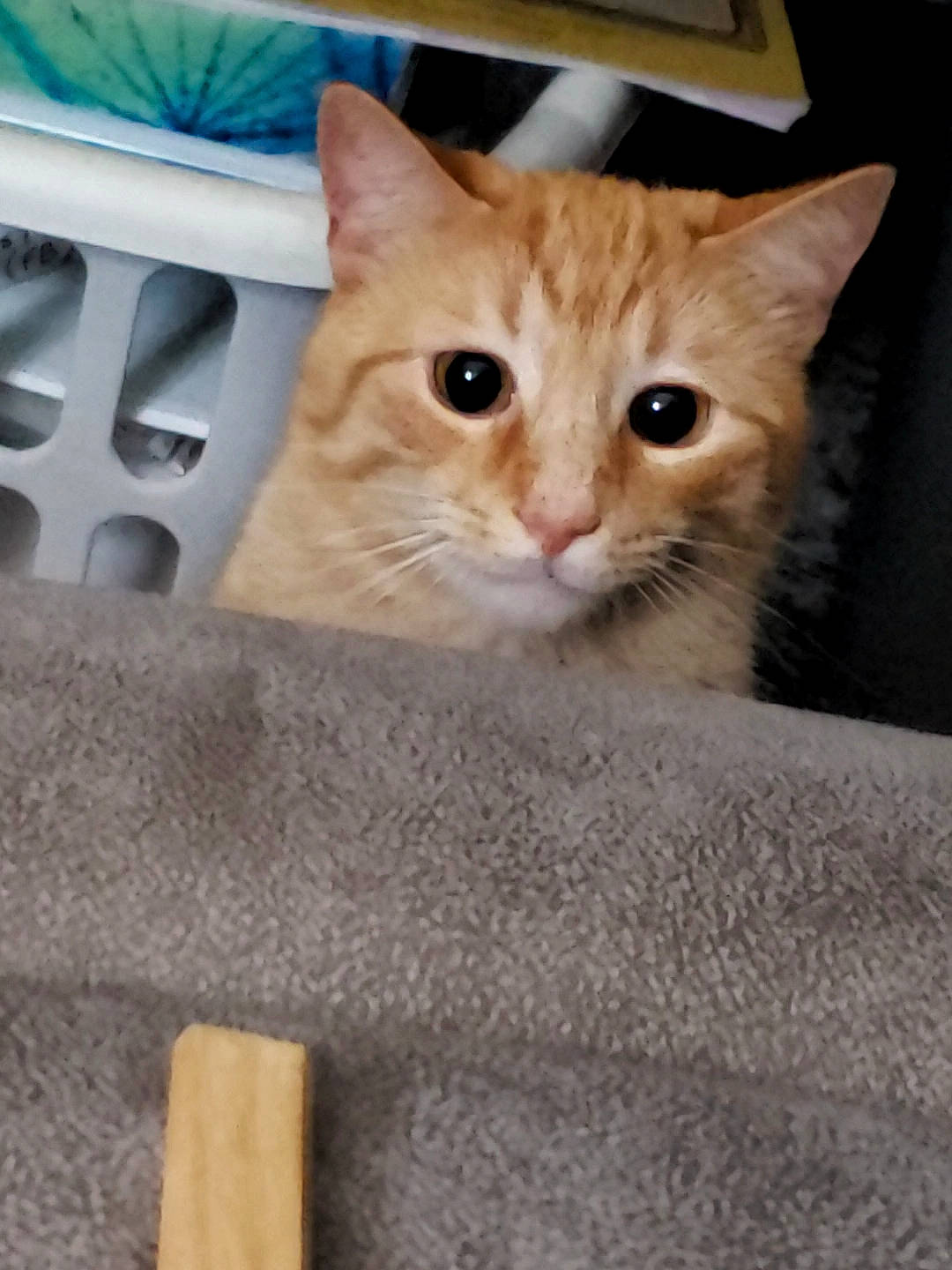 Bobbie is registered to the contest to win money with this photo: automotive_exterior, automotive_tire, box, carnivore, cat, cat_furniture, cat_supply, claw, domestic_short_haired_cat, fawn, felidae, fur, paw, pet_supply, small_to_medium_sized_cats, snout, tail, vehicle_door, whiskers, wood