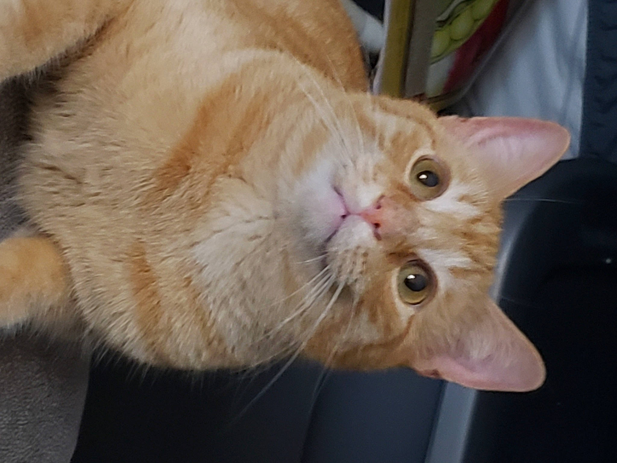 Bobbie is registered to the contest to win money with this photo: carnivore, cat, claw, domestic_short_haired_cat, ear, fang, fawn, felidae, fur, paw, small_to_medium_sized_cats, tail, whiskers