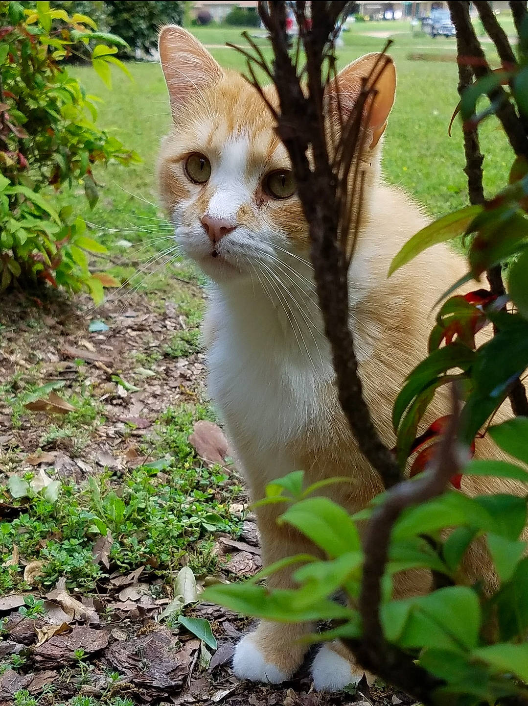 Butterball is registered to the contest to win money with this photo: botany, carnivore, cat, domestic_short_haired_cat, eye, fawn, felidae, fur, grass, groundcover, plant, plant_stem, small_to_medium_sized_cats, tail, terrestrial_animal, tree, trunk, twig, whiskers, wildlife