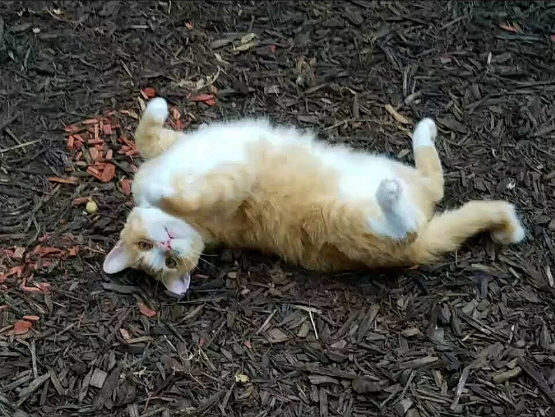 Butterball joined the competition — help win amazing prizes! carnivore, cat, dog_breed, fawn, felidae, fur, grass, paw, small_to_medium_sized_cats, soil, sporting_group, tail, terrestrial_animal, whiskers