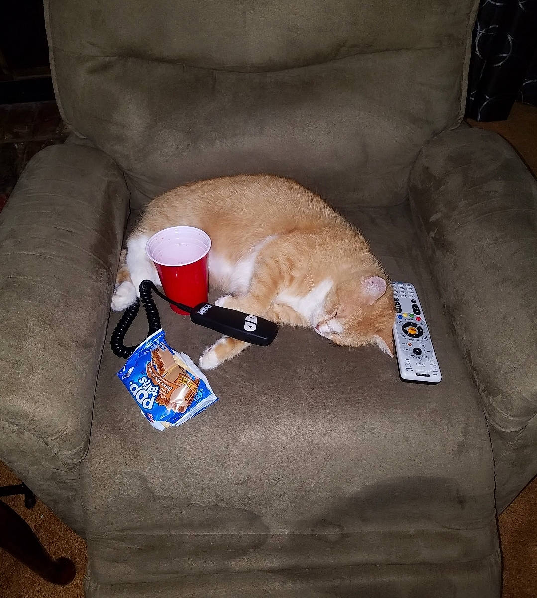 Butterball is registered to the contest to win money with this photo: bag, canidae, carnivore, cat, cat_supply, comfort, companion_dog, couch, fawn, felidae, fur, linens, pet_supply, remote_control, room, small_to_medium_sized_cats, sporting_group, tail, throw_pillow, whiskers