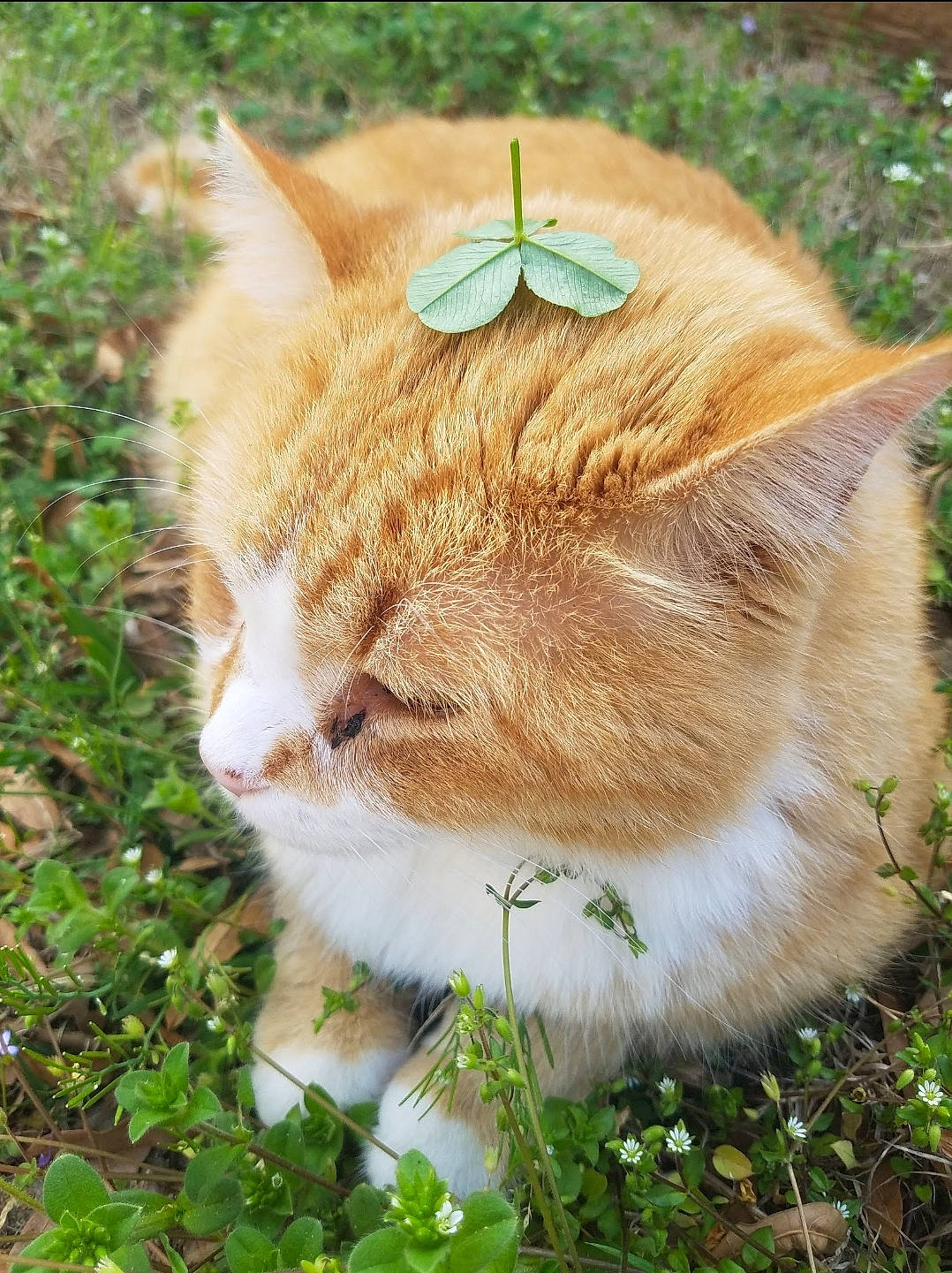 Butterball is registered to the contest to win money with this photo: carnivore, cat, collar, domestic_short_haired_cat, fawn, felidae, fur, grass, grass_family, groundcover, herb, plant, small_to_medium_sized_cats, snout, tail, terrestrial_animal, tree, whiskers, wildlife, wood