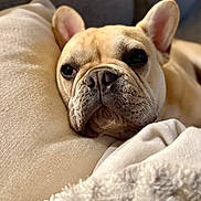 Woody is registered to the contest to win money with this photo: dog, french_bulldog, pet, resting, pillow, blanket, indoor, cozy, cute, animal, fur, ears, face, snout, closeup, relaxed, warm_lighting, couch, home, companion