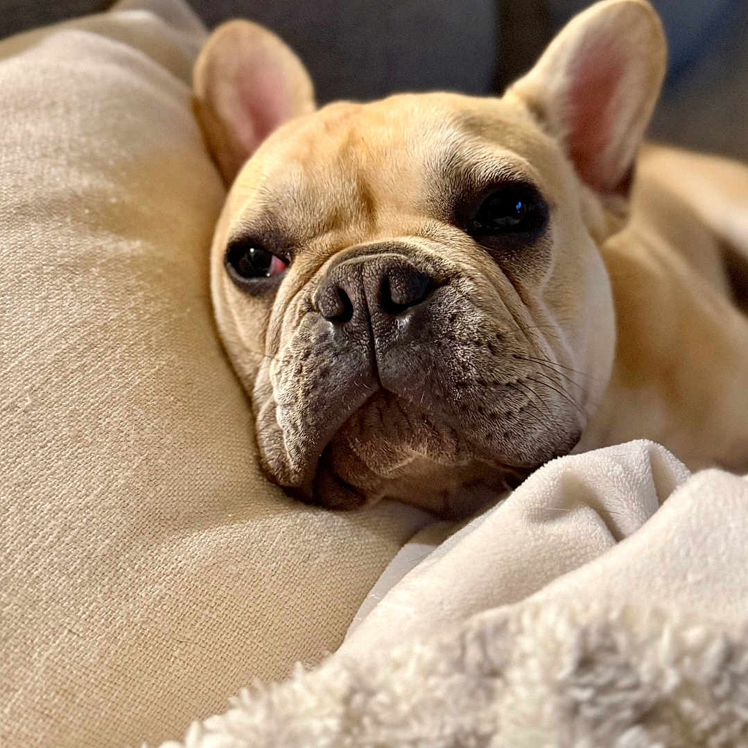Woody is registered to the contest to win money with this photo: dog, french_bulldog, pet, resting, pillow, blanket, indoor, cozy, cute, animal, fur, ears, face, snout, closeup, relaxed, warm_lighting, couch, home, companion