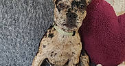 Bella a rejoint le concours — aidez-le/la à gagner de superbes lots ! dog, puppy, portrait, sitting, speckled_coat, brindle, short_hair, floppy_ears, collar, brown, black, tan, fuzzy_blanket, couch, pillow, indoor, pet, cute, looking_at_camera, cozy