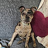 dog, puppy, portrait, sitting, speckled_coat, brindle, short_hair, floppy_ears, collar, brown, black, tan, fuzzy_blanket, couch, pillow, indoor, pet, cute, looking_at_camera, cozy