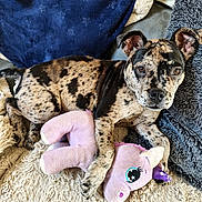 Bella a rejoint le concours — aidez-le/la à gagner de superbes lots ! puppy, dog, pet, canine, speckled_coat, brown, black, white, floppy_ears, brown_eyes, portrait, lying_down, couch, blanket, cushion, plush_toy, pink_toy, indoor, cozy, close_up