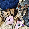 puppy, dog, pet, canine, speckled_coat, brown, black, white, floppy_ears, brown_eyes, portrait, lying_down, couch, blanket, cushion, plush_toy, pink_toy, indoor, cozy, close_up