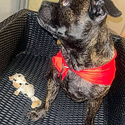 Caramel a rejoint le concours — aidez-le/la à gagner de superbes lots ! animal, brindle, casual, chair, close_up, companion, curious, dog, domestic, floor, furniture, indoor, looking_away, paw, pet, plush_toy, red_bandana, sitting, toy, woven_chair