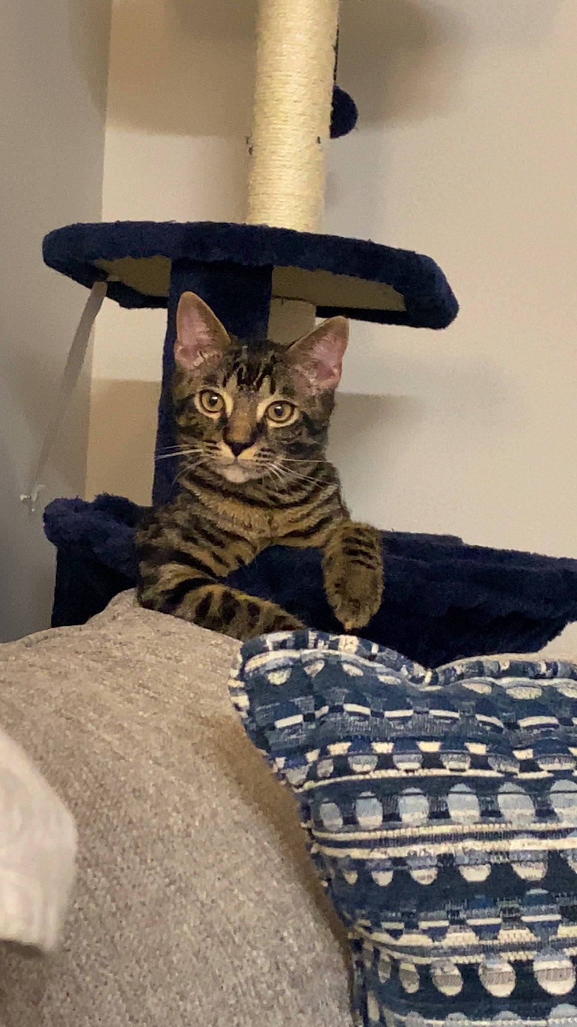 Gizmo joined the competition — help win amazing prizes! carnivore, cat, comfort, costume_hat, domestic_short_haired_cat, felidae, fur, grey, hat, linens, military_camouflage, pattern, room, shelf, sitting, small_to_medium_sized_cats, tail, tree, whiskers, wood