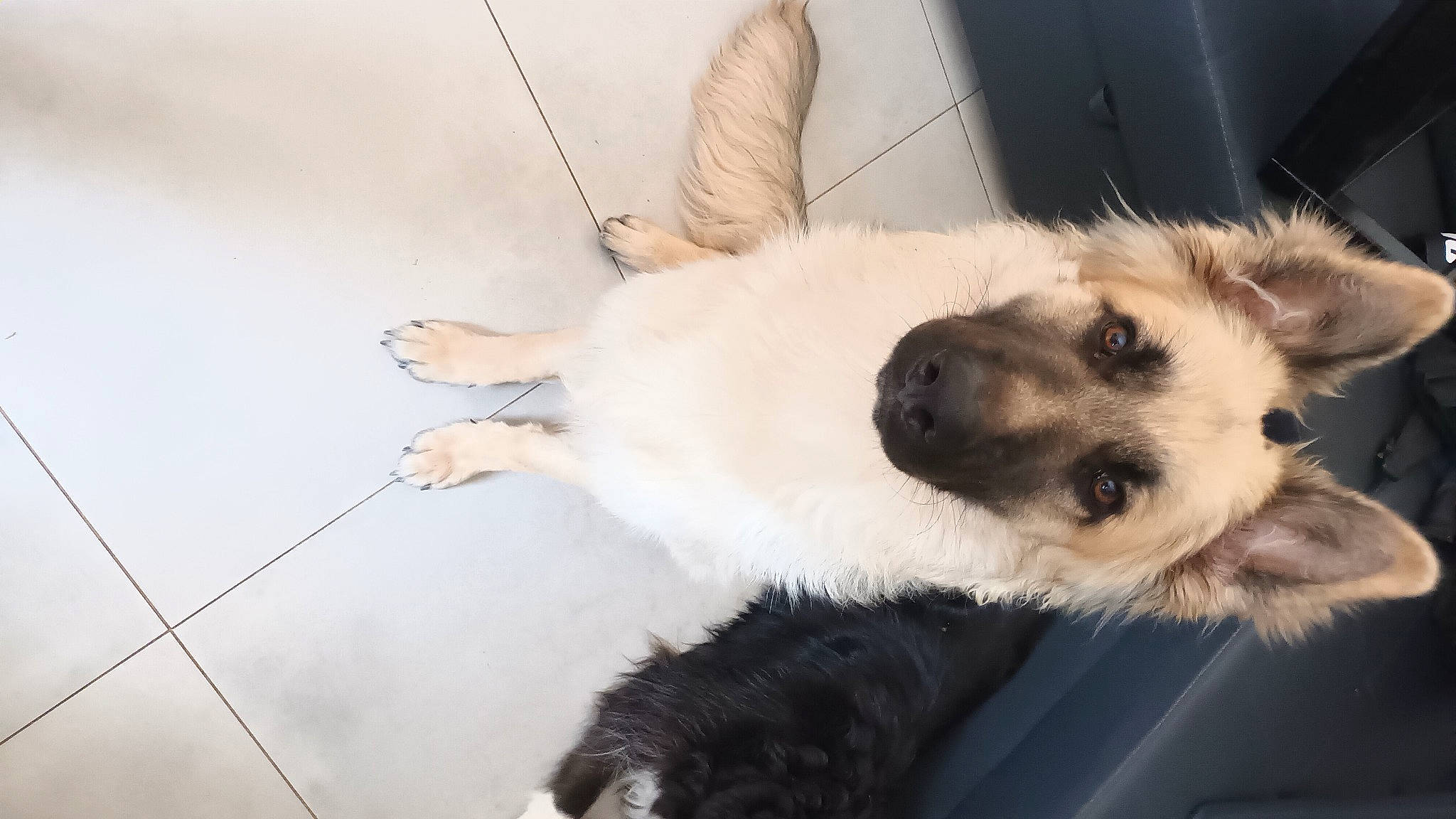 Rex a rejoint le concours — aidez-le/la à gagner de superbes lots ! canidae, carnivore, claw, collar, companion_dog, dog, dog_breed, dog_collar, dog_supply, fawn, fur, paw, puppy, sporting_group, tail, terrestrial_animal, whiskers, winter, working_animal, working_dog